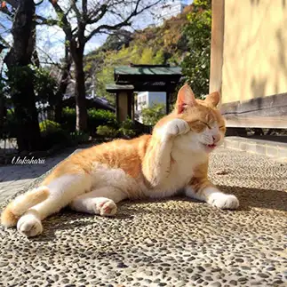 変わったスタイルの招き猫すぎるネコ　　ｔ．ｔａｋａｈａｒｕさん