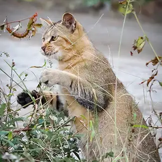虫を玩具にして真剣になる愛玩動物すぎるネコ　　次男坊さん