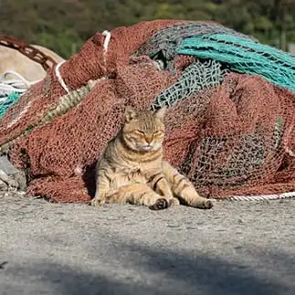猫の自覚がなさすぎるネコ　　ＯＫＡＫＡさん
