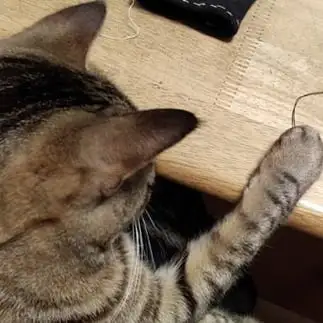 オレの糸で縫う？と慌てすぎるネコ　　こいけしきさん