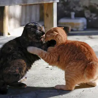 いつ猫は干支に加入できるのか問い詰めすぎるネコ　　おげんちゃんさん