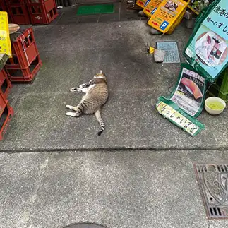 予約が必要だったことを知って絶望しすぎるネコ　　ぴよえもんさん