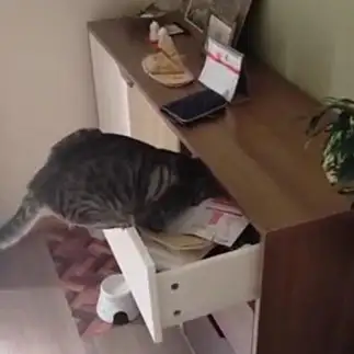 欲張りすぎるネコ　　ＡＧさん