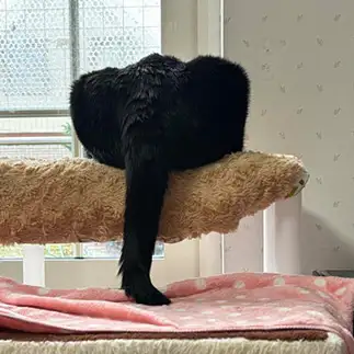 後ろ姿が象すぎるネコ　　ぼんママさん