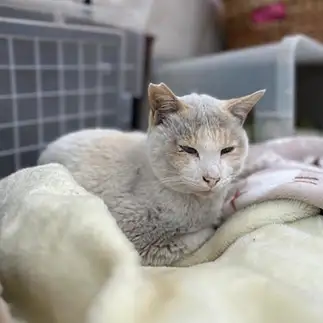 変装すぎるネコ　　おおしまちいきねこさん