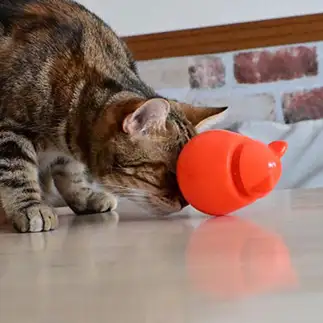 頭を使いすぎるネコ　　１号２号さん