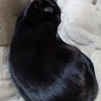 ナスすぎるネコ　　こいけしきさん