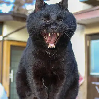 あくびで顔か変形しすぎるネコ　　おいにゃんさん