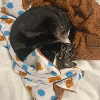 眠たすぎるネコ　　平本文さん