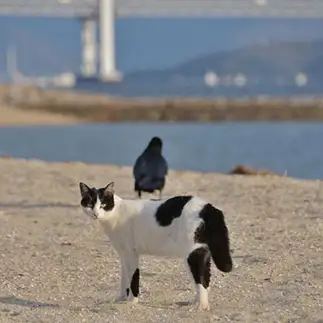 風見鶏すぎるネコ　　ままめろんさん