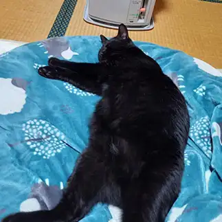 無防備すぎるネコ　　りっちゃんさん