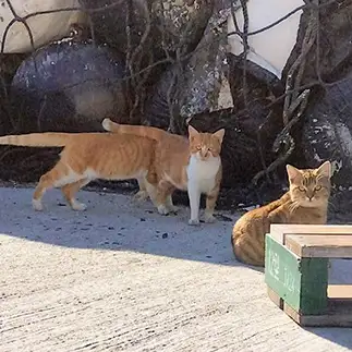 胴長列車シュッポッポすぎるネコ　　猫山油猫丸さん