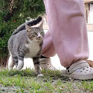 小さな付き人すぎるネコ　　あゆにゃんこさん