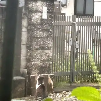 カラスに興味津々すぎるネコ　　にゃーさん