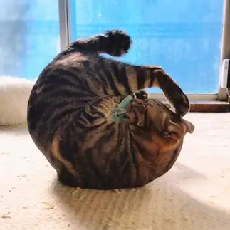 珍…アンモナイトすぎるネコ　　猫山油猫丸さん
