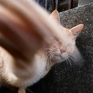 速すぎるネコ　　ｋｎｋ２４ｓさん