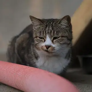 チェッすぎるネコ　　輪廻さん