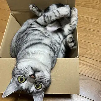 ダンボールが好きすぎるネコ　　おまりさん
