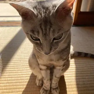 叱られて反省してるふりすぎるネコ　　おまりさん