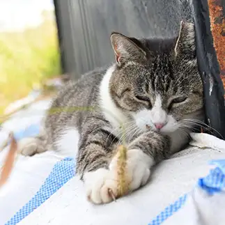 猫の一本釣りすぎるネコ　　仙城　彩漓さん