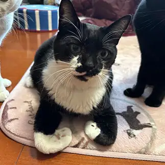前足カールすぎるネコ　　ぼんママさん