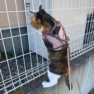人の家を覗き見るのが好きすぎるネコ　　ぱくさん