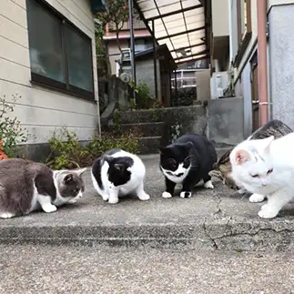 落としたコンタクトが見つからなさすぎるネコ　　土居　一彦さん