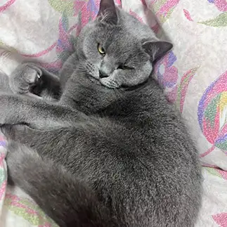 いかつすぎるネコ　　わさびさん