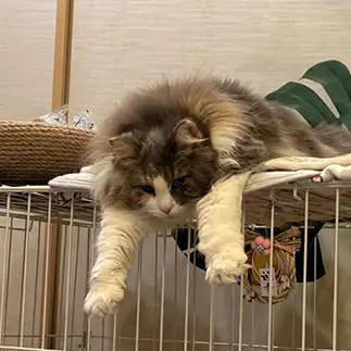前ならえがキョンシーすぎるネコ　　かんくんさん