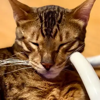 リフトアップすぎるネコ　　カジハラさん