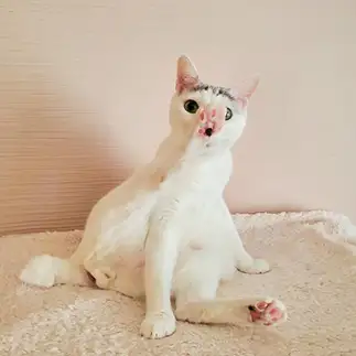 角度７０°すぎるネコ　　くぅカイらぶさん