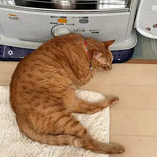 頭こがしすぎるネコ　　よしもさん