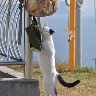 泥棒猫すぎるネコ　　ままめろんさん