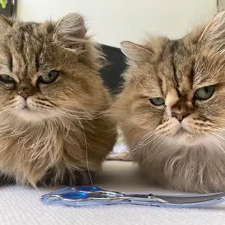 プレッシャーを与えすぎるネコ　　わさび＆あんずパパさん
