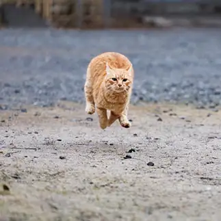 全力疾走すぎるネコ　　おげんちゃんさん