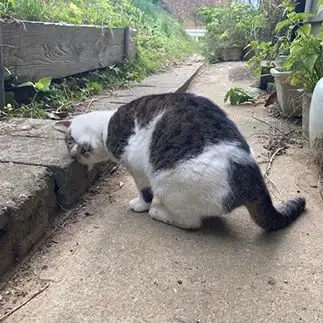 謝罪しているようで全く反省してなさすぎるネコ　　なんなさん