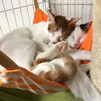 てぇてぇすぎるネコ　　きゃらおれさん