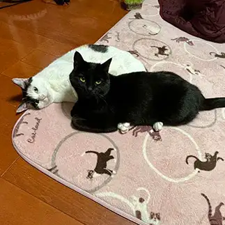 白い枕木となり黒猫を支えすぎるネコ　　ぼんママさん