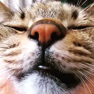 どアップすぎるネコ　　猫太郎さん