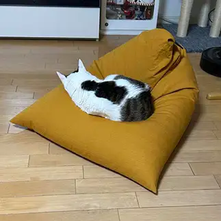 人間よりもしっくり使いこなしすぎるネコ　　三毛猫の団子さん