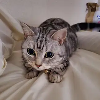 瞳孔が開いてるにゃんこすぎるネコ　　あめみやさん