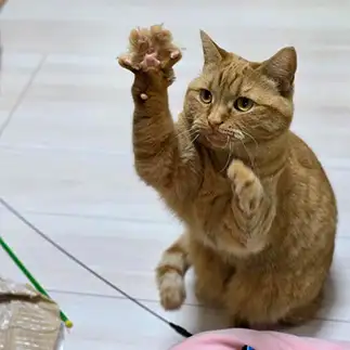 未確認飛行物体を報告しすぎるネコ　　まもさん