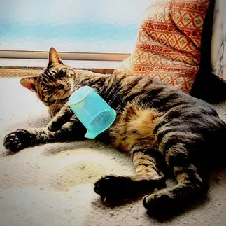 来てます…超念動力を披露しすぎるネコ　　猫山油猫丸さん