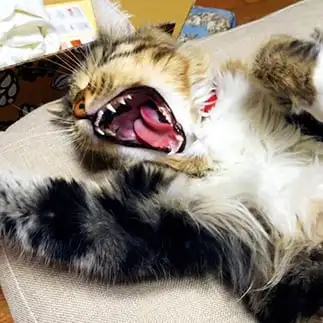 はしゃぎすぎるネコ　　スーリアママさん
