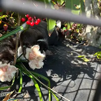 お手手の花満開すぎるネコ　　おおしまちいきねこさん
