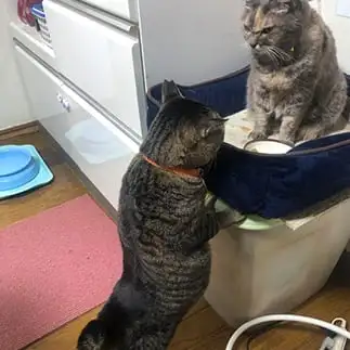 療養食を食べたすぎるネコ　　トラットリア前澤ちびめがねさん