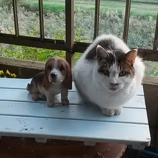 置き物すぎるネコ　　ポムさん