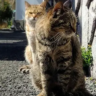恋の季節　俺の女に手を出すなすぎるネコ　　猫山油猫丸さん