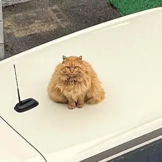 焼きおにぎりすぎるネコ　　えいこ８さん