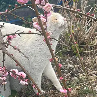 セレブのパリコレの真似すぎるネコ　　おおしまちいきねこさん
